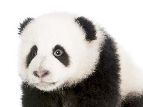 為什麼有些東西會可愛？ (Why Are Things Cute?)