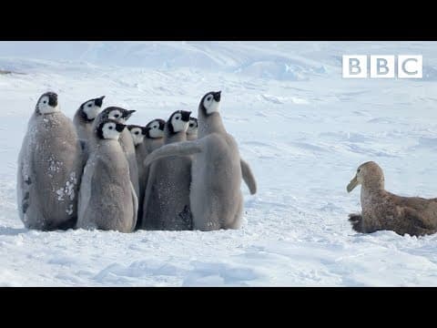 雪地直擊：被意想不到的英雄拯救的年幼帝王企鵝 (Penguin chicks rescued by unlikely hero | Spy in the Snow - BBC)