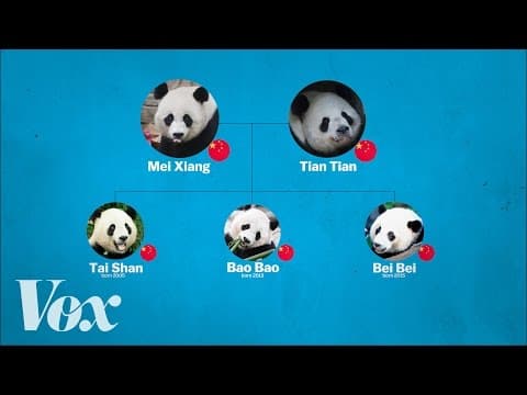 萌萌達熊貓怎麼做外交？解讀中國的 "熊貓外交" (China's panda diplomacy, explained)