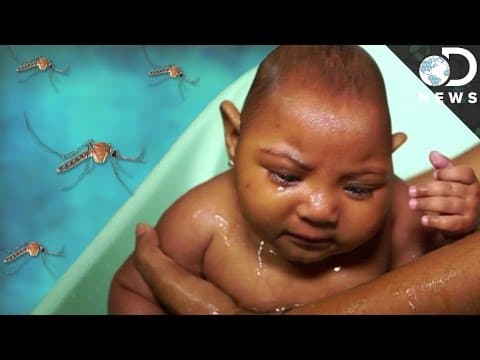 【新聞時事】到底什麼是茲卡病毒？ (The Devastating Zika Virus Explained)