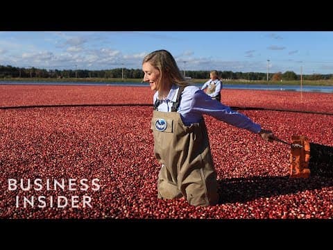 浩瀚蔓越莓海！跟著優鮮沛採收 2200 億顆蔓越莓 (How Ocean Spray Harvests 220 Billion Cranberries A Year)