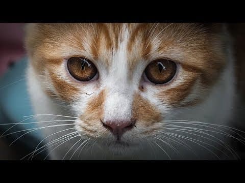 大家都誤會貓了！破解你的迷思 (This Is What Everyone Gets Wrong About Cats)