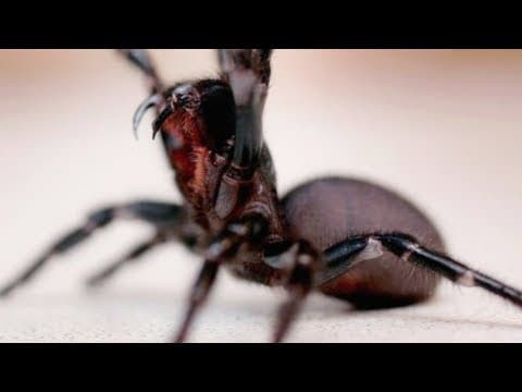 放下你的拖鞋！蜘蛛其實是人類的好朋友！ (Why You Shouldn't Eradicate Those Spiders In Your House)