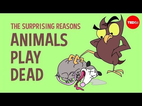 為什麼動物要裝死？(The surprising reasons animals play dead - Tierney Thys)