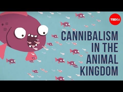 【TED-ed】動物界的自相殘殺：吃了自己的手足是為了長得更快更壯！ (Cannibalism in the Animal Kingdom - Bill Schutt)