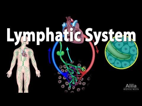 淋巴系統是怎麼運作的？一起來認識吧！(The Lymphatic System Overview)