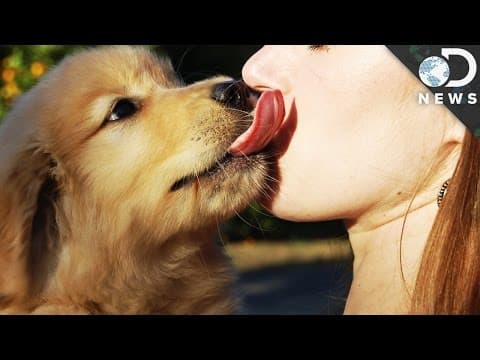 妳該讓狗狗舔你的臉嗎？ (Should You Let A Dog Lick Your Face?)
