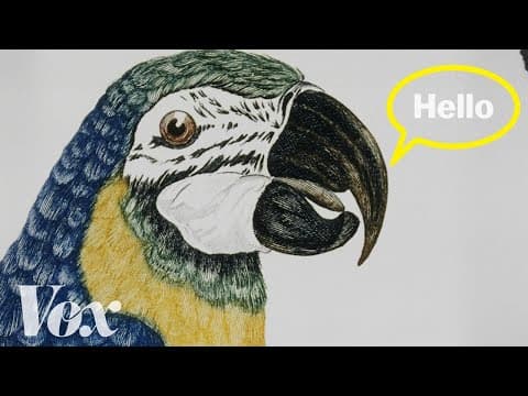 鸚鵡到底是如何模仿人類說話的？ (Why parrots can talk like humans)