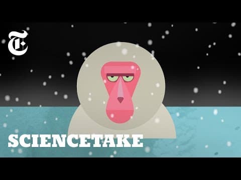 日本猴子泡澡背後的故事！(The Story Behind Japan's Bathing Monkeys | ScienceTake)