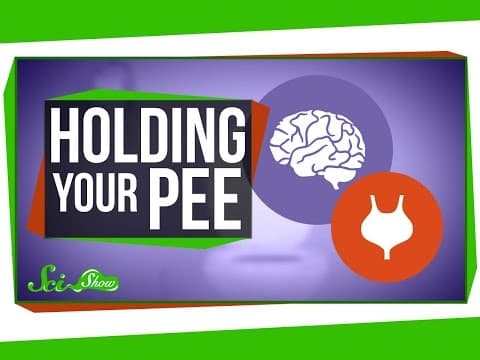 【健康常識】天啊！憋尿憋太久真的會導致膀胱破裂嗎？(What Happens When You Hold Your Pee?)
