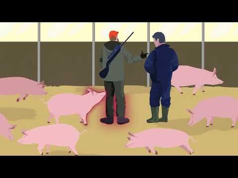 非洲豬瘟: 如何預防 (African Swine Fever: how to stay one step ahead)