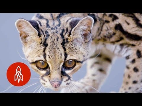 這些斑貓沒有森林活不下去！(These Wildcats Need the Forest to Survive)