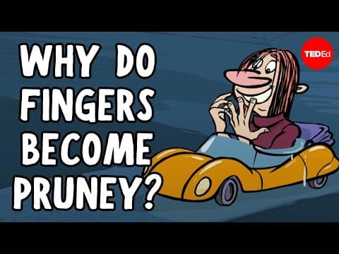 TED-Ed：為什麼手指泡水的時候會變皺 ? - Pruney fingers: A gripping story - Mark Changizi
