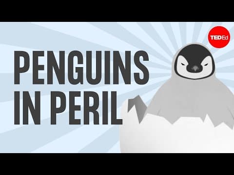 【Ted-Ed】企鵝的人氣、困境與糞便 (Penguins: Popularity, peril and poop - Dyab deNapoli)