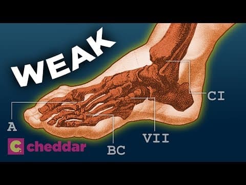 原來人類的腳演化得這麼糟糕？ (The Human Foot Is a Design Disaster - Cheddar Explores)