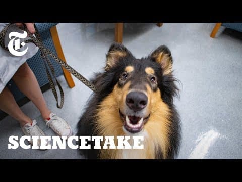 實測你家狗狗有沒有同理心 (How Empathetic Is Your Dog? | ScienceTake)