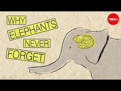 TED-Ed：過目不忘的大象 (Why elephants never forget - Alex Gendler)