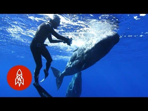 破解鯨魚的秘密語言 (Deciphering the Secret Language of Whales)