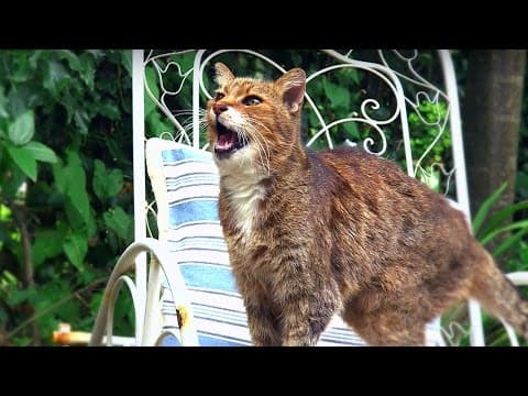 【動物】貓咪喵喵喵 到底在喵什麼？ (Why Do Cats Miaow? | Cats Uncovered | BBC)