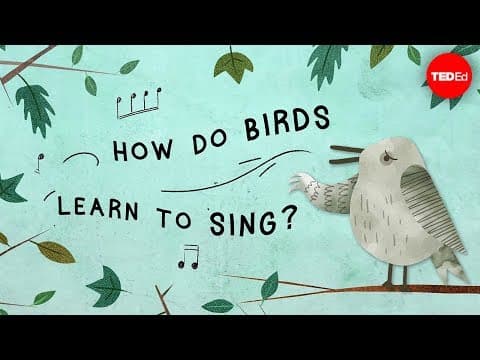 【TED-Ed】鳥類究竟如何學會歌唱？(How do birds learn to sing? - Partha P. Mitra) (TED-Ed How do birds learn to sing? - Partha P. Mitra)