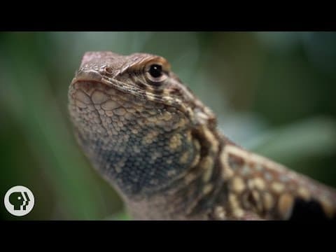 一千五百萬年的剪刀石頭布 (These Lizards Have Been Playing Rock-Paper-Scissors for 15 Million Years | Deep Look)