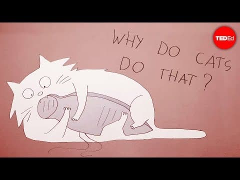 【TED-Ed】到底為何貓的行為如此怪？喵星人解密！ (Why do cats act so weird? - Tony Buffington)
