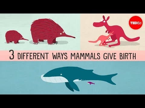 【TED-Ed】媽媽，我們是從哪裡蹦出來的？來看看哺乳類的三種生產法 (The three different ways mammals give birth - Kate Slabosky)