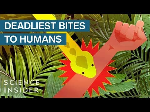 世界上最致命的毒害動物 (The Deadliest Venomous Animals In The World)