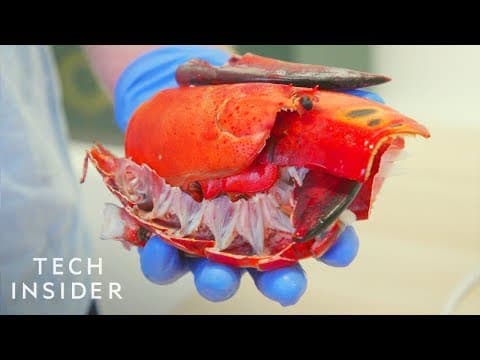 【環境教育】地球救星！龍蝦殼取代一次性塑膠？ (How Lobster Shells Could Replace Single-Use Plastic)
