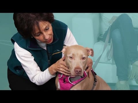 寵物溝通師告訴你毛小孩們到底在想什麼 (Pets See A Pet Psychic)