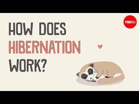 好想睡啊！究竟冬眠是如何運作？(How does hibernation work? - Sheena Lee Faherty)